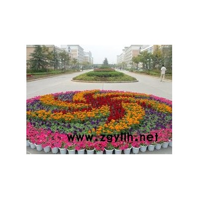 草花-草花批发市场-芳青花卉苗(诚信商家)
