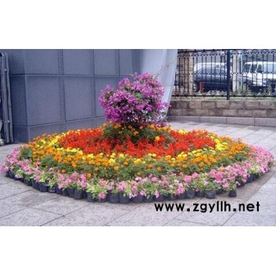 武汉租花-单位租花-雅淳花卉(推荐商家)