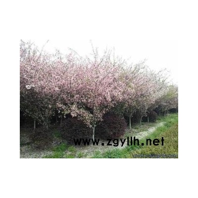 合欢树价格40公分-富丽银杏苗木(在线咨询)-浙江合欢树价格