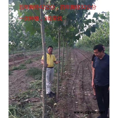 江西速生杨树苗价格-吉德国家审定的新树种