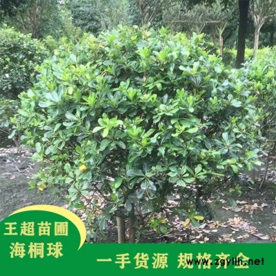 河南大型苗木-豫宛供应各类苗木-河南大型苗木价格