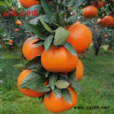 太秋甜柿苗-扬名苗木源头好苗-太秋甜柿苗多少钱一颗