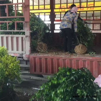 豫宛 信阳豫宛供应大叶黄杨苗图片 绿化苗木大叶黄杨苗篱笆苗