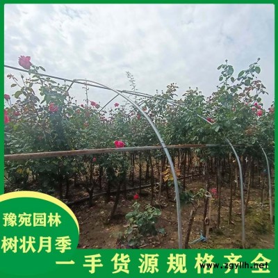 2公分树状月季价格 豫宛 树状月季批发