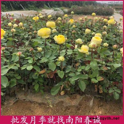 丰花月季小苗基地-丰花月季小苗-春诚基地月季价格便宜(查看)
