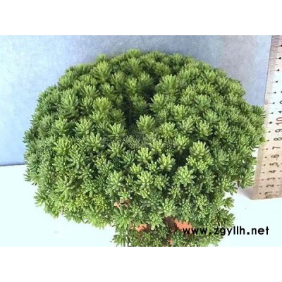 中华景天种植基地电话-韵可园林(在线咨询)-江苏中华景天