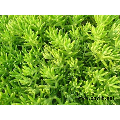 重庆金叶佛甲草-韵可园林绿化-金叶佛甲草种植基地