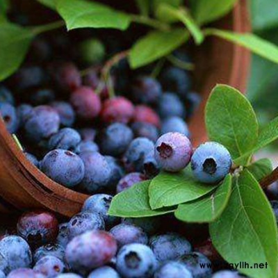 四川蓝莓采摘产地 大足蓝莓采摘批发 百色农业