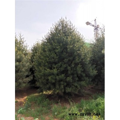 山东白皮松种植基地-泰景苗木-山东白皮松