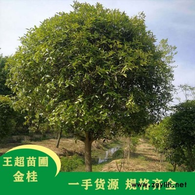 220公分冠幅河南丛生金桂报价-豫宛大量现货苗木