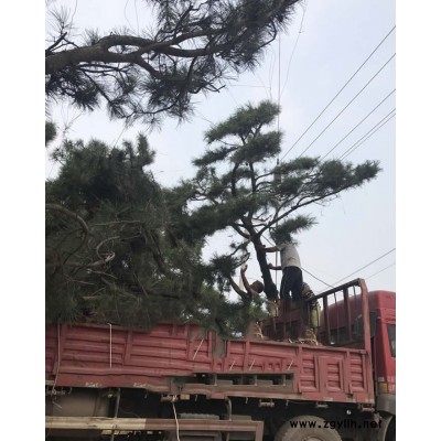 4米造型油松价格-山东泰安造型油松价格-莱芜戎新造型松