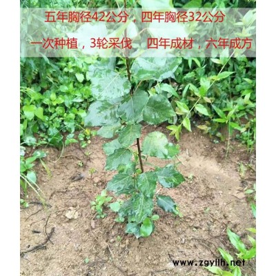 吉德获品种-供应杨树苗报价多少钱一棵