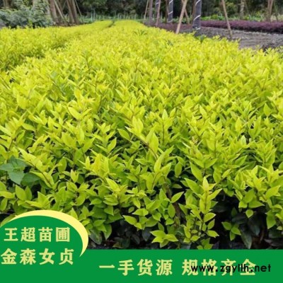 潢川60公分金森女贞-豫宛景观工程绿化苗木