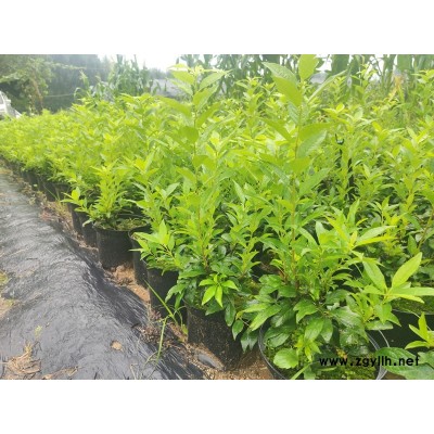 盈泰园林(在线咨询)-北美冬青小苗-北美冬青小苗基地