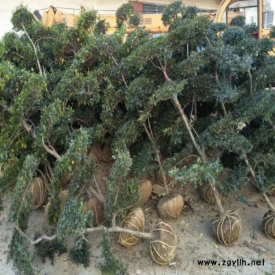豫宛 潢川苗圃小叶女贞树四季常青苗木