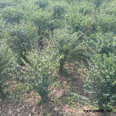 豫宛 河南小叶女贞树基地 潢川苗圃小叶女贞树苗木基地