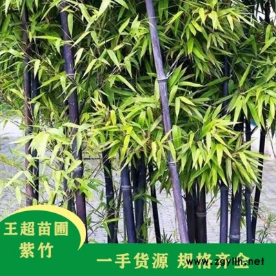 河南2米紫竹-河南2米紫竹批发-豫宛园林(推荐商家)