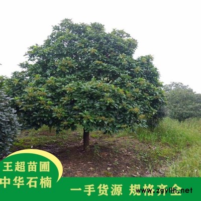 潢川3公分椤木石楠基地电话-豫宛园林-潢川3公分椤木石楠