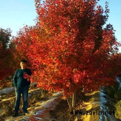 东枫园林(图)-冠幅5米丛生红点红枫-湖南丛生红点红枫