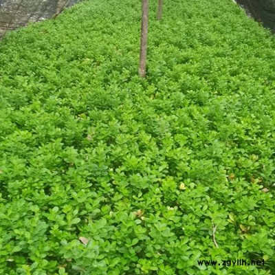 庭院黄杨苗产地 独杆黄杨苗 豫宛