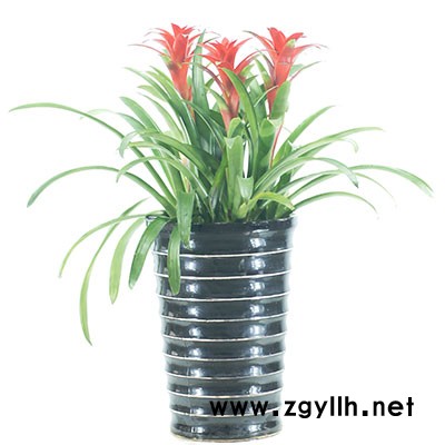 植物租赁-汉阳植物-雅淳花卉出租