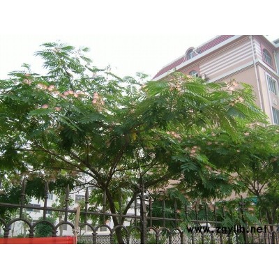 15公分合欢树价格批发-富丽银杏苗木合作社-甘肃合欢树价格
