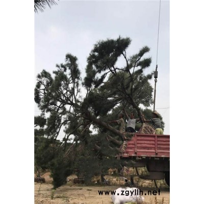 戎新造型油松(图)-造型松基地哪里好-秦皇岛造型松基地