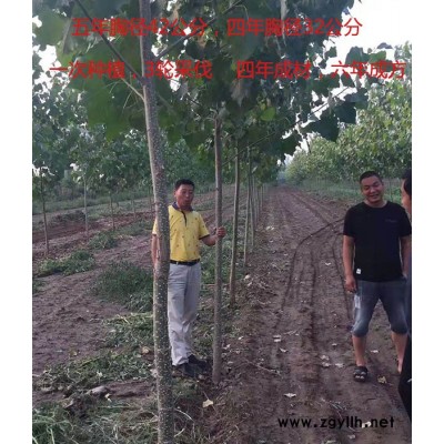 大量无絮速生杨价格电话-吉德农林批发惠