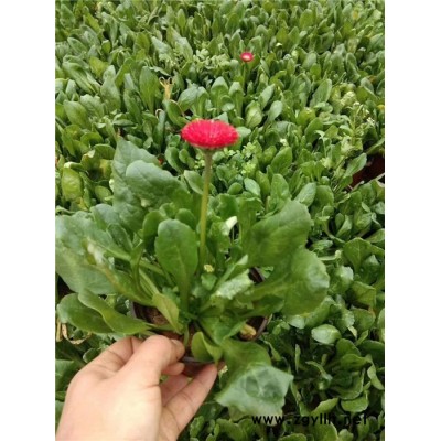 草花哪里卖-草花-芳青花卉苗(在线咨询)