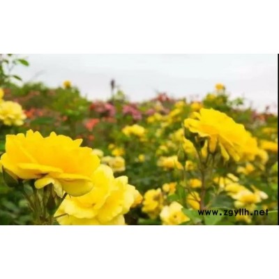 购买大花月季花-天津大花月季花-祼根苗月季基地(查看)