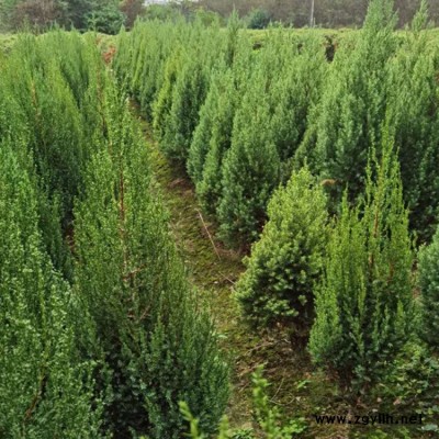 绿化苗木河南桧产地直销 豫宛 河南桧产地直销