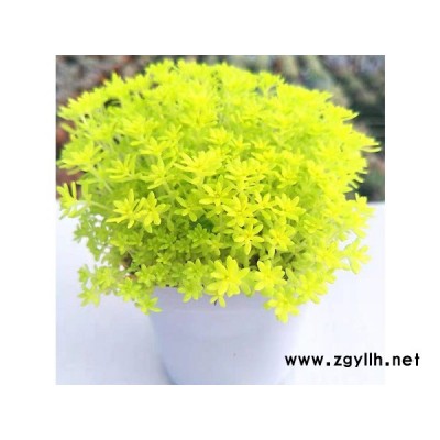 黄金万年草-黄金万年草销售价-韵可园林(诚信商家)