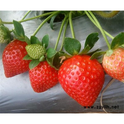 荆州草莓苗-鹏昇草莓-草莓苗