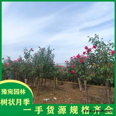 1-5公分月季树规格齐全 6公分月季树现挖现卖
