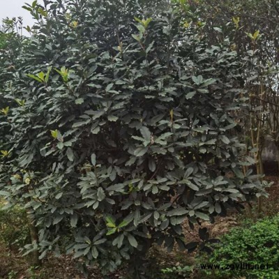 80冠红叶石楠 豫宛 红叶石楠产地直销