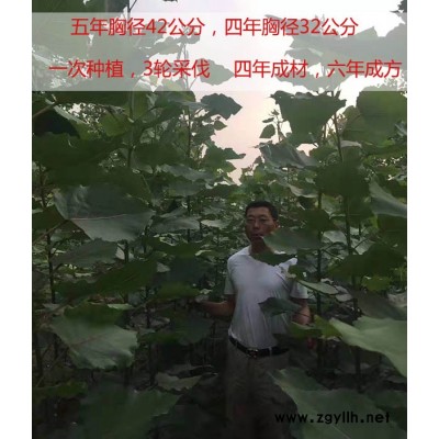 大量杨树苗批发-吉德1号杨高速生产杨