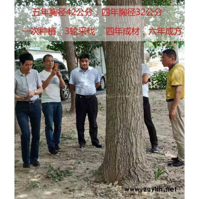 国家审定的杨树苗价格-国家审定的杨树苗-吉德农林批发惠