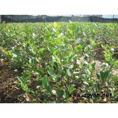 自贡油茶树苗-油茶树苗多少钱一颗-油茶苗圃基地(推荐商家)