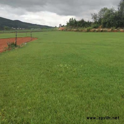混播黑麦草草坪公司-混播黑麦草草坪-云南建勇混播草坪基地