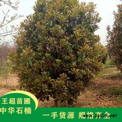 豫宛园林供应各类苗木-河南10公分椤木石楠