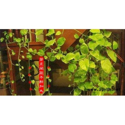 武汉绿植租赁-雅淳花卉(推荐商家)