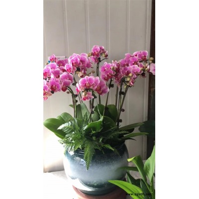 武汉花卉租赁-美静园艺绿植花卉出租