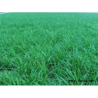 长沙麦冬草-麦冬草批发-圣茂麦冬草种植基地(推荐商家)