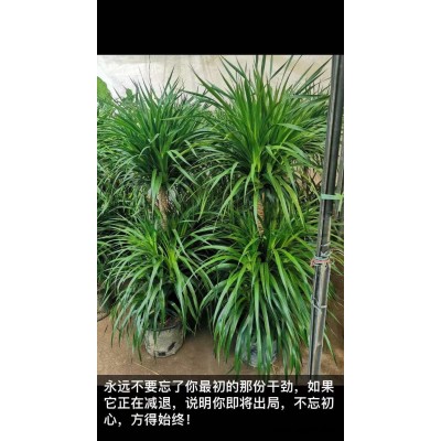 美静园艺花卉出租设计(多图)-武汉植物租赁