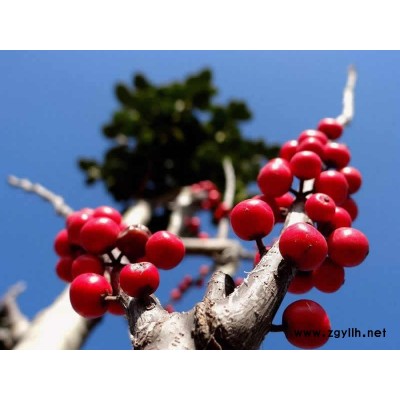 北美冬青切枝-盈泰园林北美冬青-北美冬青切枝多少钱