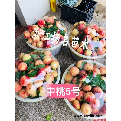 湖景蜜露水蜜桃苗报价-湖景蜜露水蜜桃苗-扬名苗木
