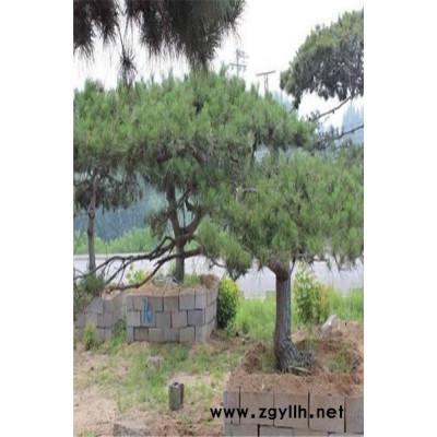 泰州黑松造型树价格-莱芜戎新景松-黑松造型树价格，多少钱