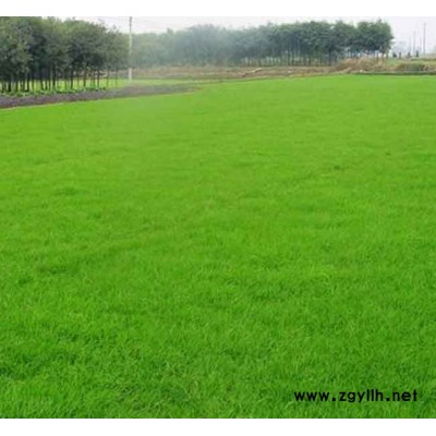 马尼拉草坪哪里有-马尼拉草坪-安宁铭岩草坪价格