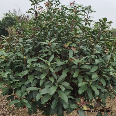 豫宛 红叶石楠球产地直销 80冠红叶石楠球产地直销