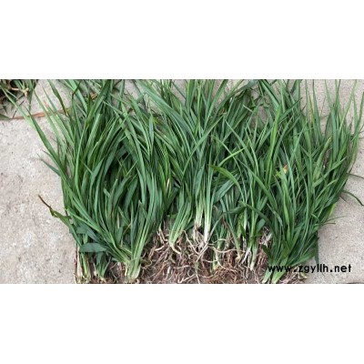 义市吉祥草-吉祥草批发价-圣茂麦冬草种植基地(诚信商家)